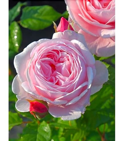 Amazon.co.jp: 四季咲き 中輪 強香 ロゼット咲き 挿木苗 オレンジ